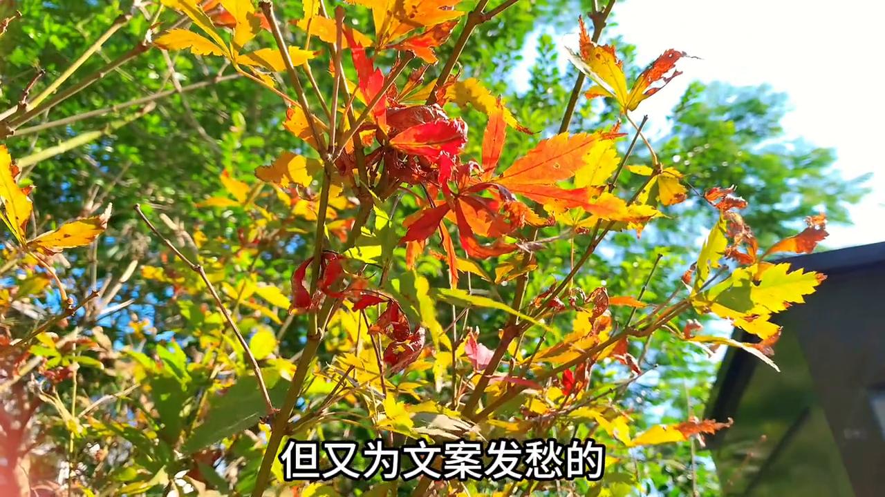 关联小热点怎么蹭热点,如何蹭热点话题发短视频