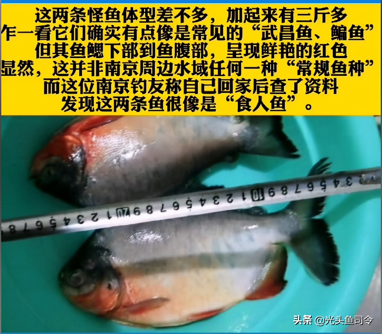 钓条不认识的鱼，肚皮是红色的，差点被咬伤，网友：食人鱼？