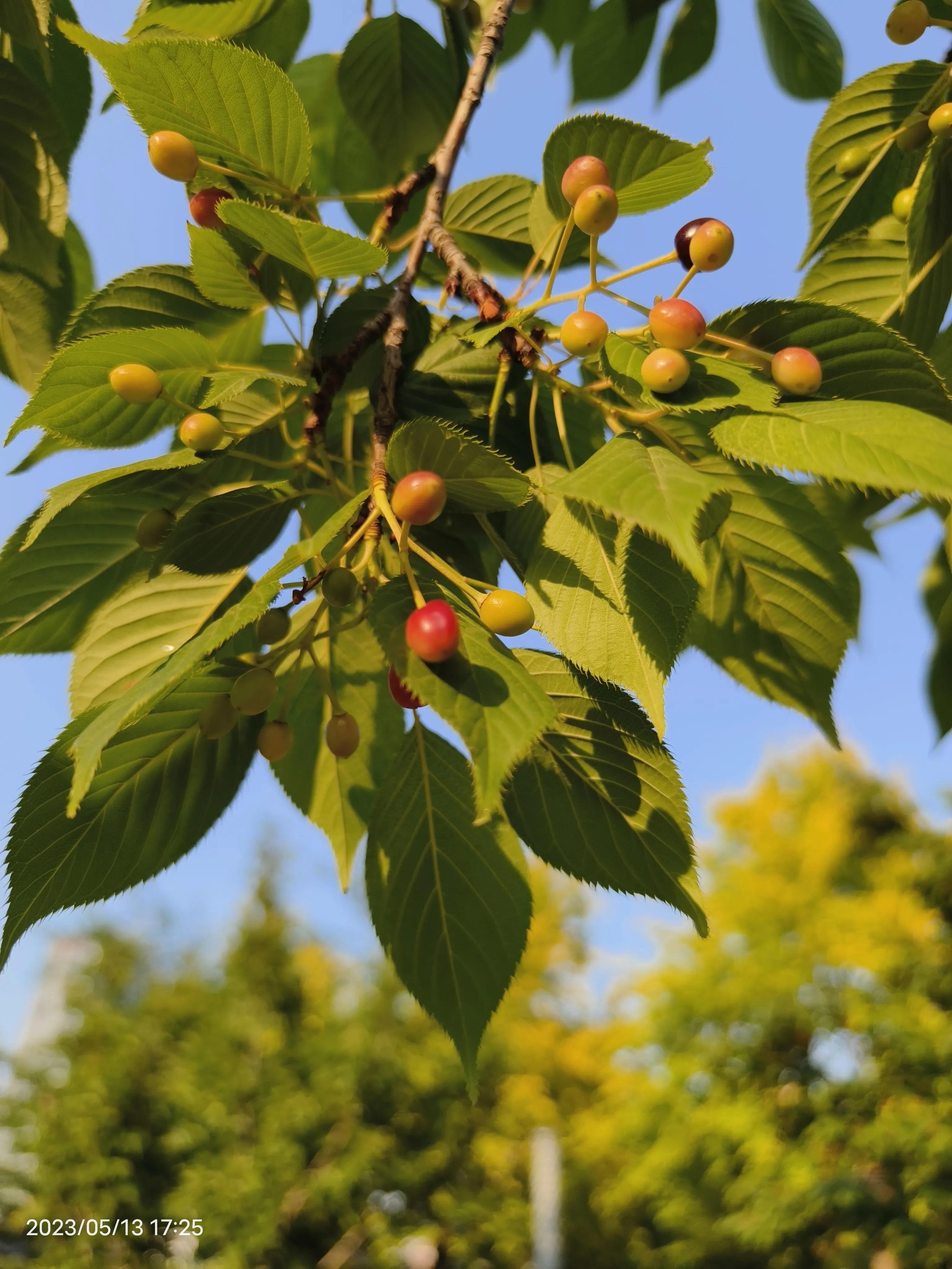 小鱼公式还原魔方四阶,三阶魔方左小鱼和右小鱼公式