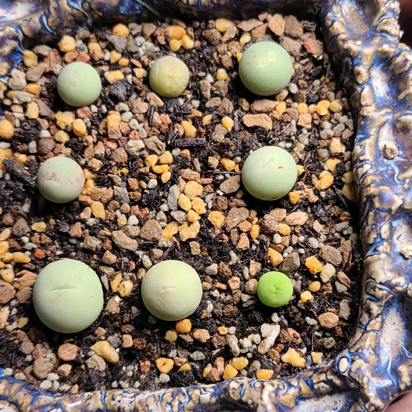 肉锥蜕皮要断水吗,肉锥什么时候蜕皮