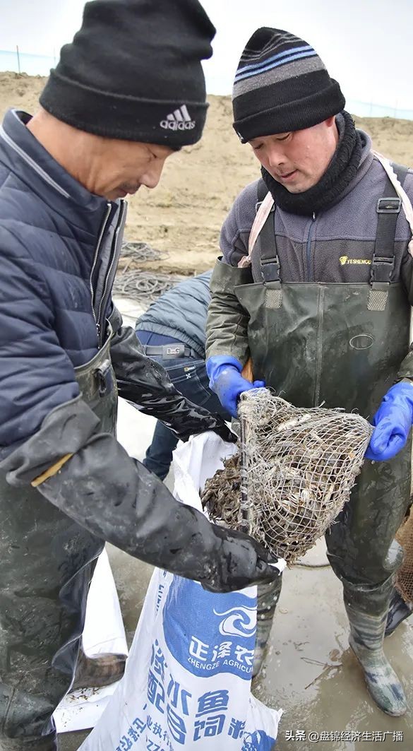 盘锦河蟹冬储池喂什么,盘锦冬储河蟹大约多长时间