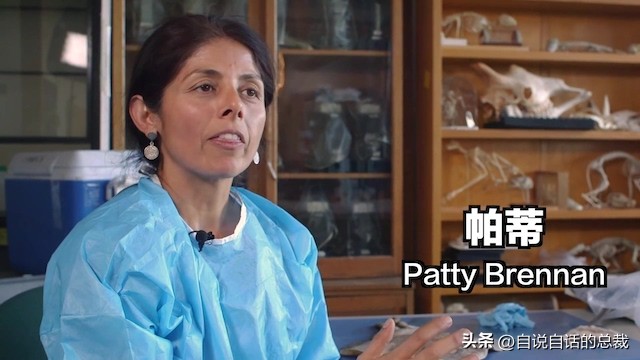 鸭：一鸭战四虎？弹射胜航母？鸭子的真相，也许超乎你的想象