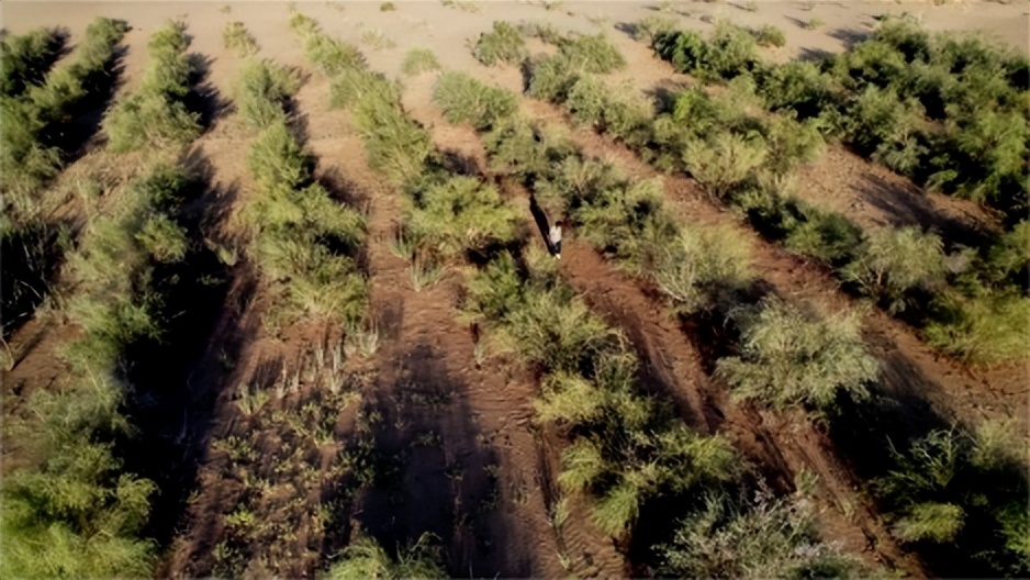 达沃斯论坛:蚂蚁集团等加入“全球植万亿棵树领军者倡议”