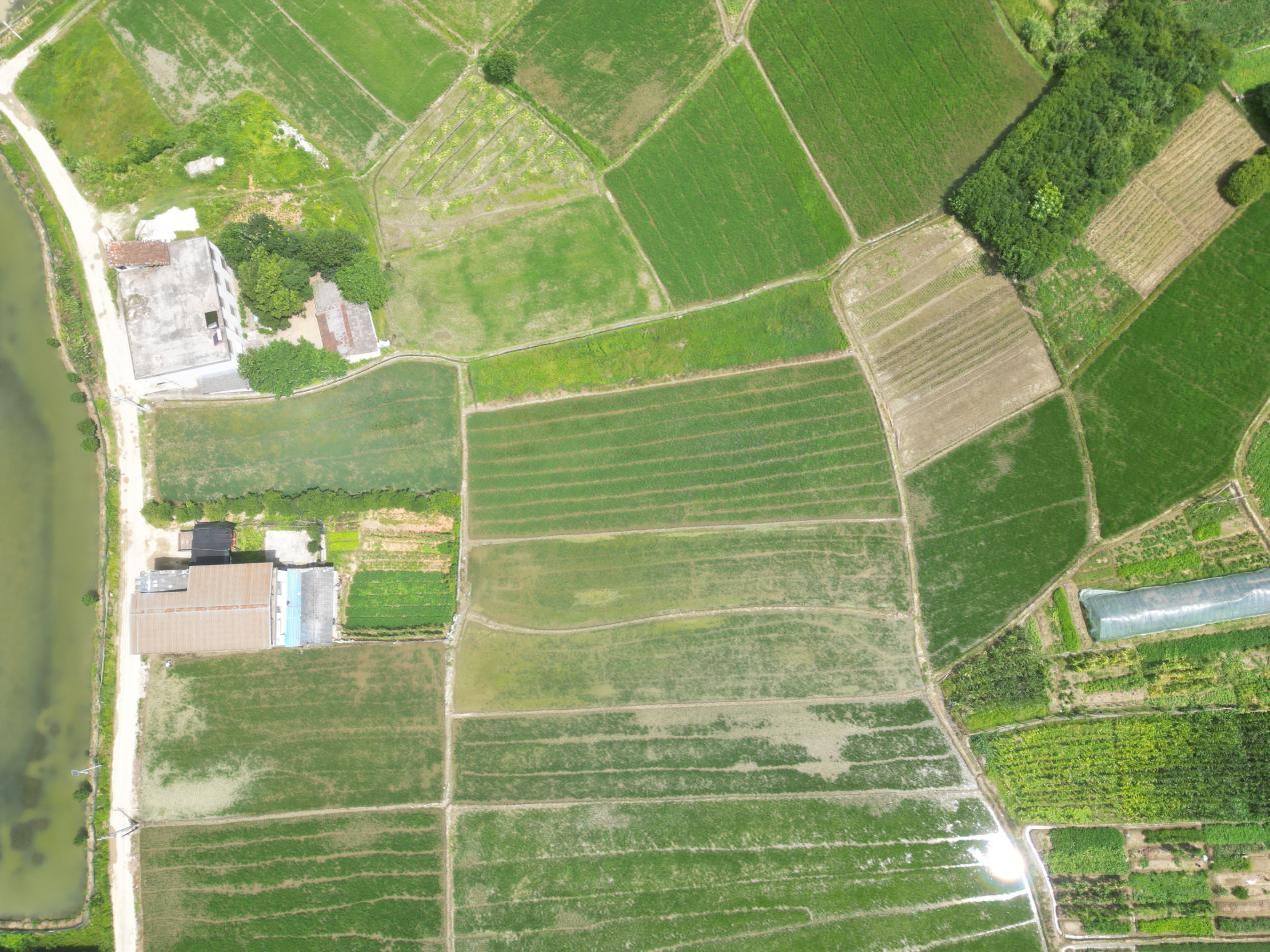 1000浜╂按绋婚珮浜хず鑼冪敯涓版敹鍦ㄦ湜,涔￠晣绉嶆澶ф埛姘寸ɑ涓版敹