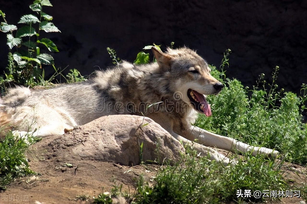农夫和狼的故事原版,农夫和狼故事视频
