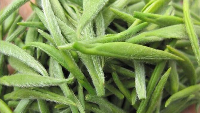 茶知识之绿茶,六大茶类中被误解的绿茶知识科普