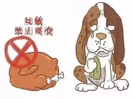 狗狗过敏源检测和脱敏,如何测狗狗过敏源