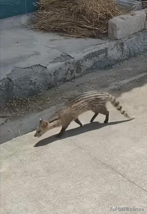 湖北神农架发现国家一级保护动物,宜昌出现国家一级保护动物猫