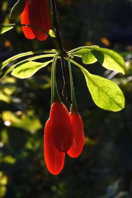 琳琳和朋友的视频,琳琳和她的朋友视频