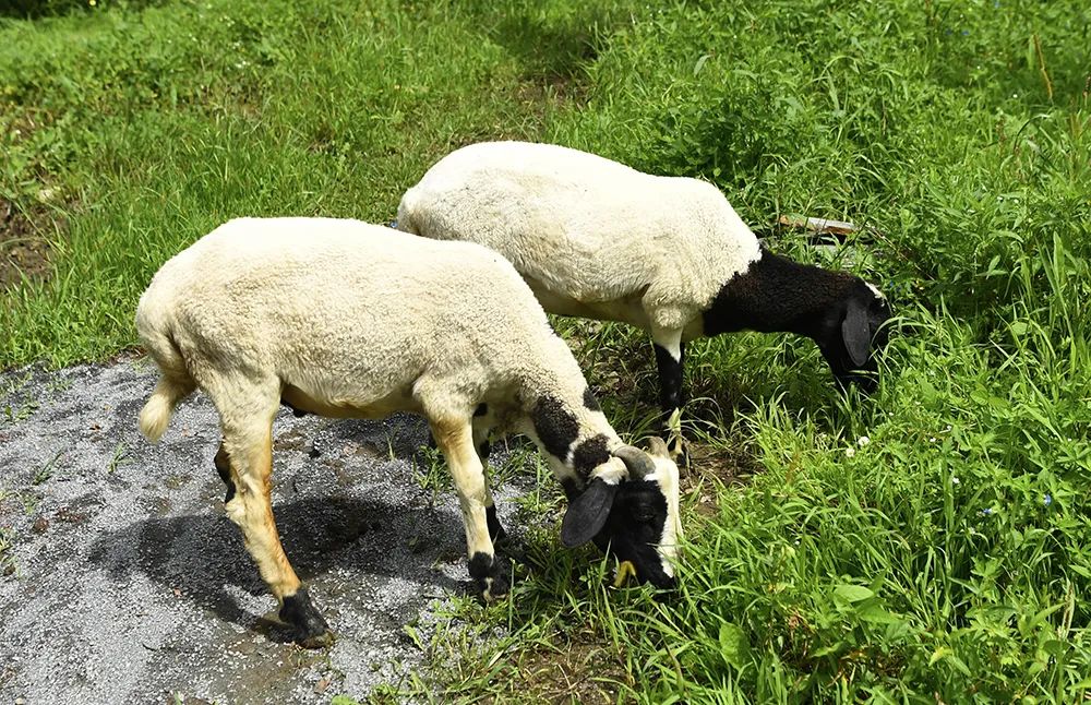 吉林白山一日游自由行攻略,白山三道沟自驾游攻略