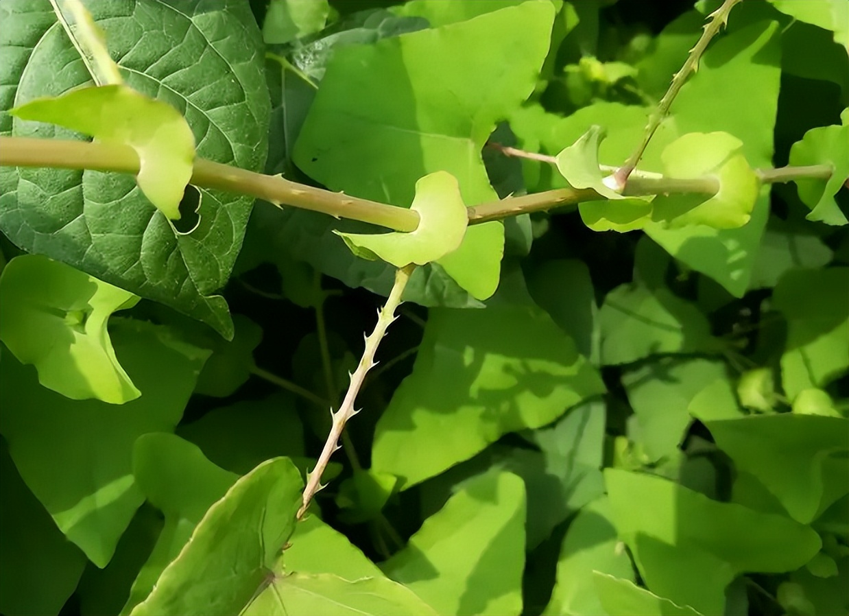 俗称“蛇*退倒**”，叶和果都能吃，山中见到薅一把，它的价值厉害了