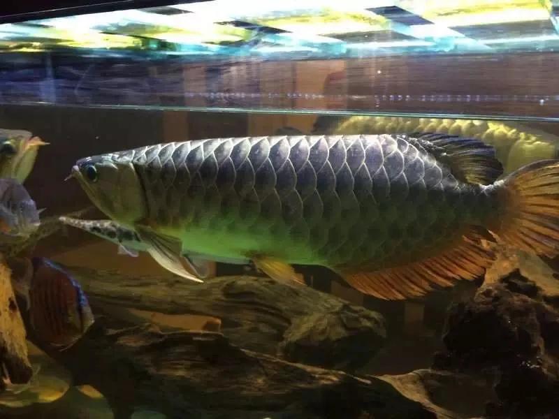 水族爱好者龙鱼,马来买的龙鱼如何带回国内