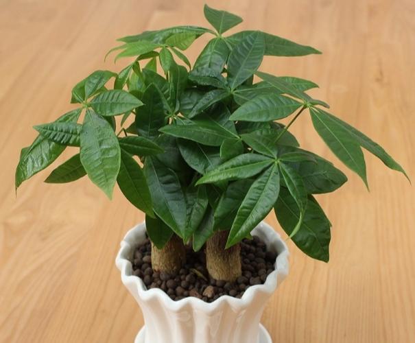 搬家送绿植应该送两棵还是一棵,搬家送什么绿植比较合适