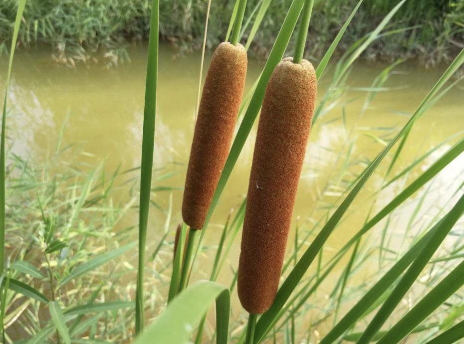 香肠草功效与作用,香肠草能治什么病