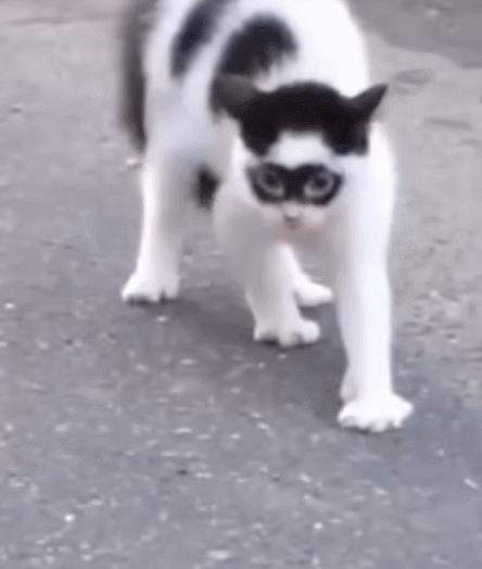 每日一笑,自己拆的家就是有安全感