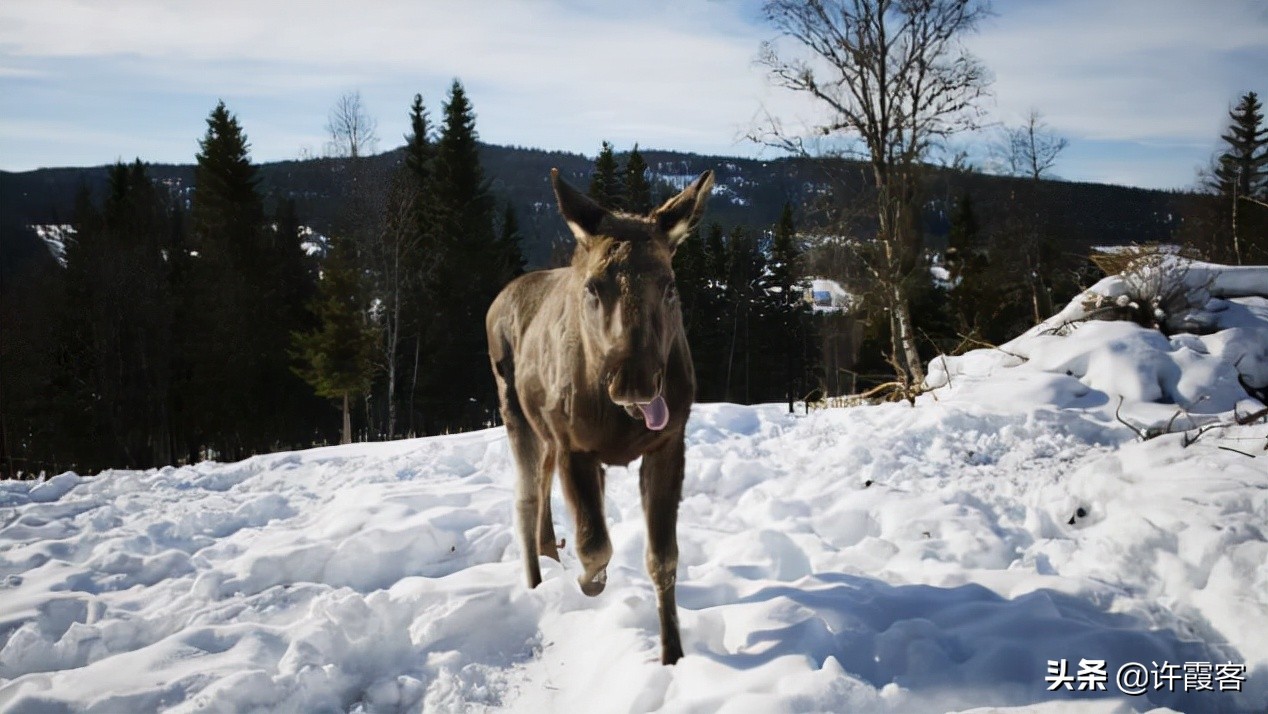 现在的瑞典现状,瑞典现状