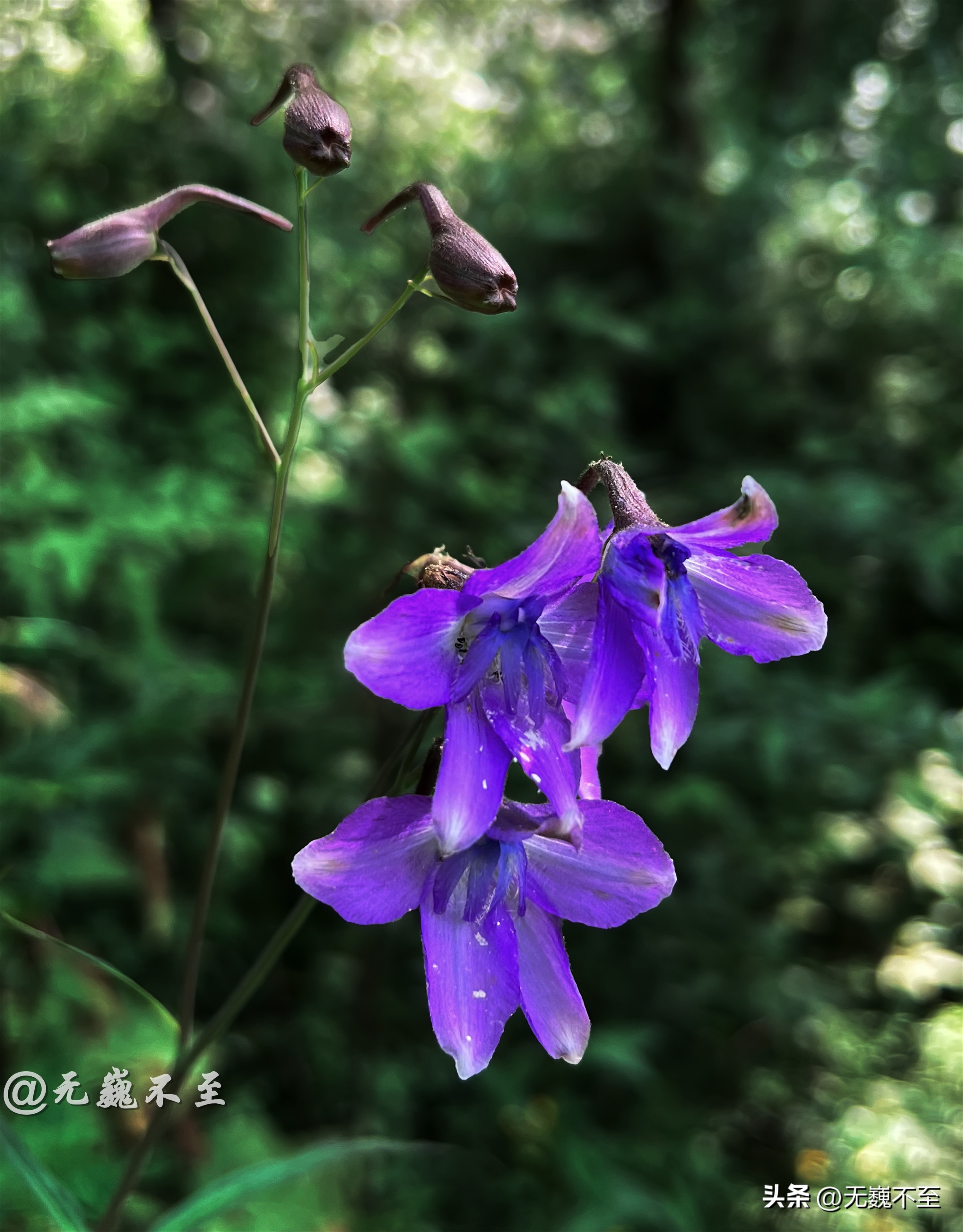 九顶归来不看花，但是这些花名你知道吗？科普一下不就认识啦