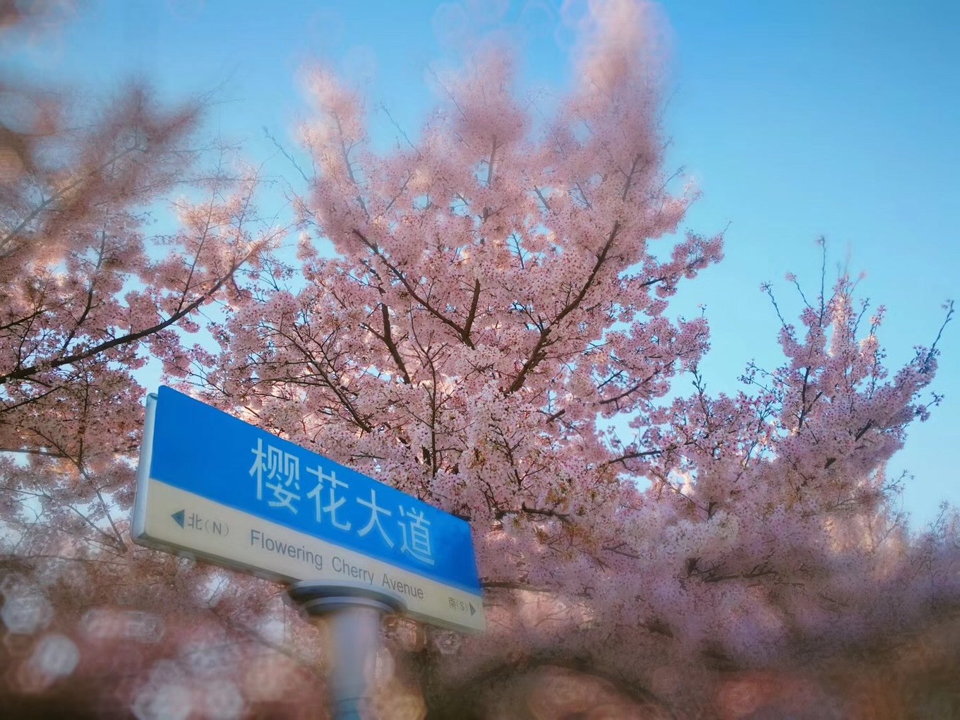青岛十大热门景点,青岛市内旅游十大必去景点