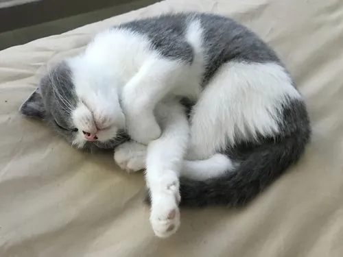 公猫绝育需要注意些什么,公猫绝育不戴项圈怎么办