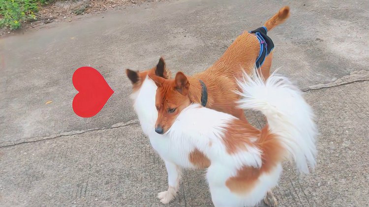 狗子在外面发疯乱跑怎么回事,狗子为什么会满屋子疯跑