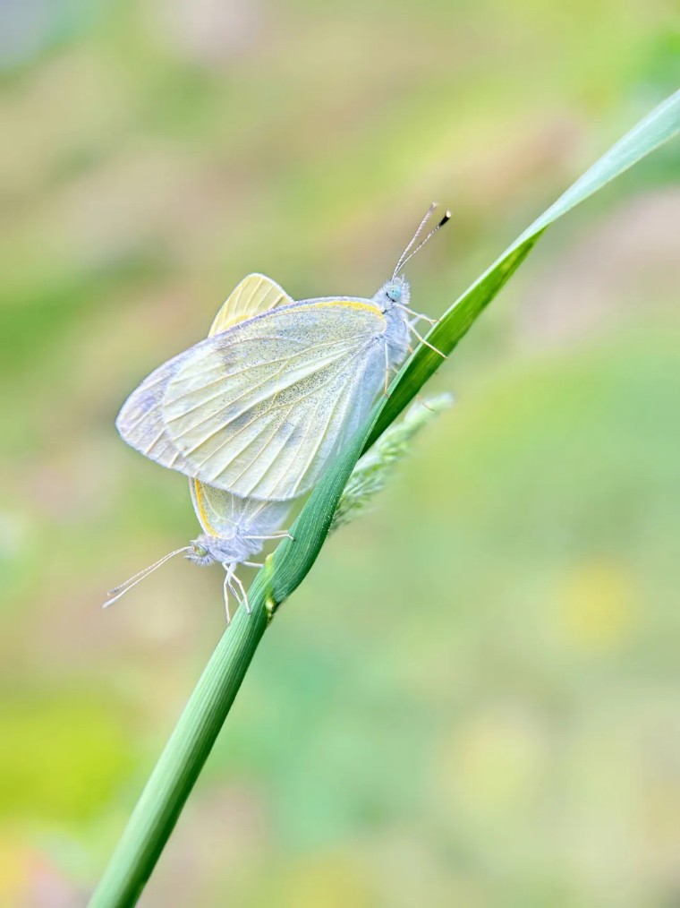 昆虫摄影艺术展,昆虫世界摄影欣赏