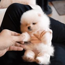 母狗和公狗养着有什么区别,母狗性格弱点