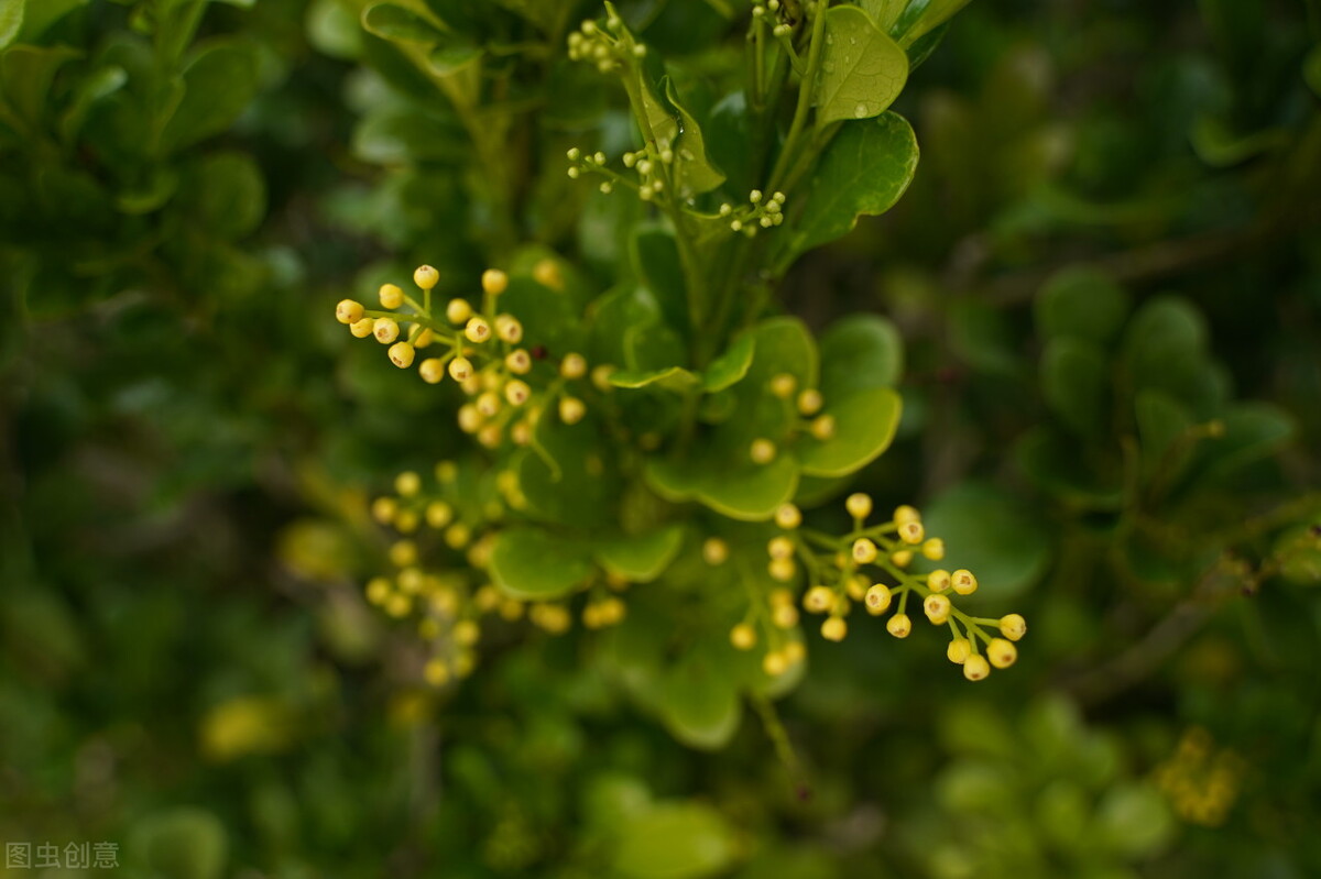 适合阳台养光照少的花四季开花,适合阳台上一年四季好养的花
