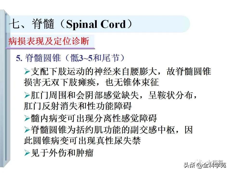 神经系统的影像与解剖定位,最全神经解剖图