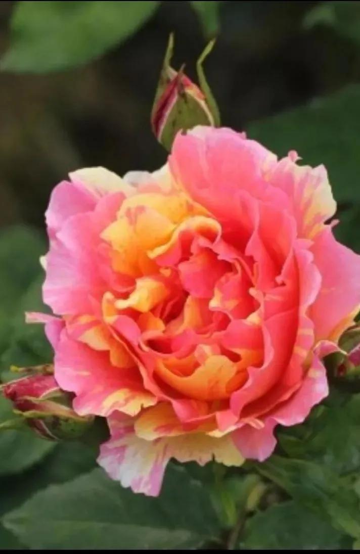 月季美图100张,月季花唯美高清图片大全