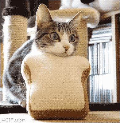 养得好的猫咪几大特征是什么,被养得好的猫咪会有哪些特征