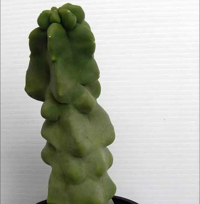 28种不同类型的仙人掌植物,多种品种仙人掌如何栽种