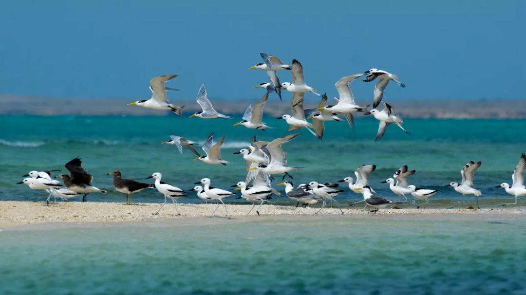 沙特阿拉伯为什么是最神秘的国家,沙特阿拉伯一个神秘的国家
