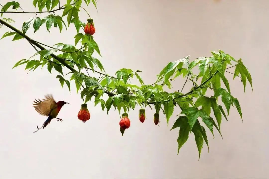 心若安然的诗句,岁月静好内心安然的诗词