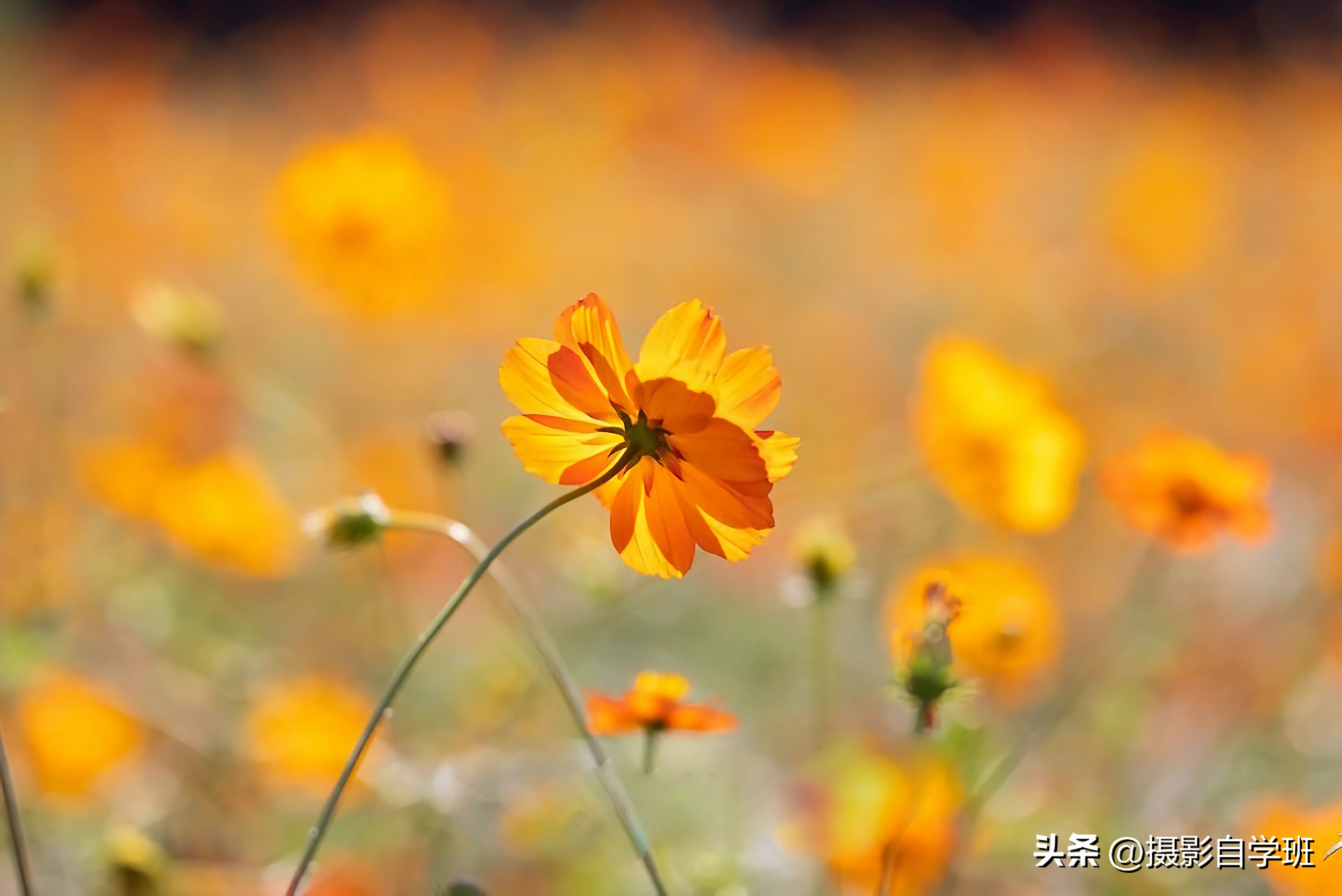 格桑花拍摄技巧,格桑花怎么拍照好看