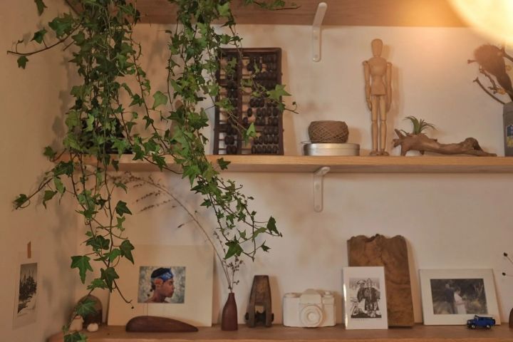 手残党也能养活的10种绿植,十种大家都在养易存活绿植