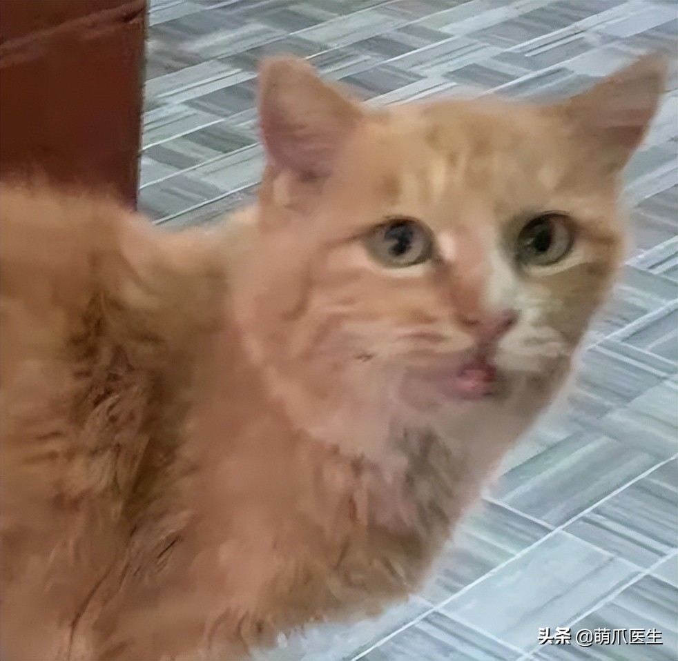 这只叫“长生”的猫咪，真实身份是美人鱼