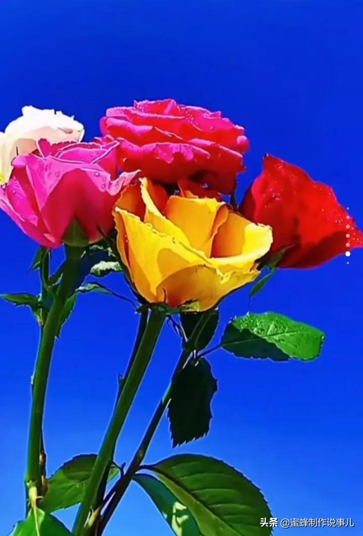 鸟语花香百花争艳让人陶醉,宁静祥和鸟语花香