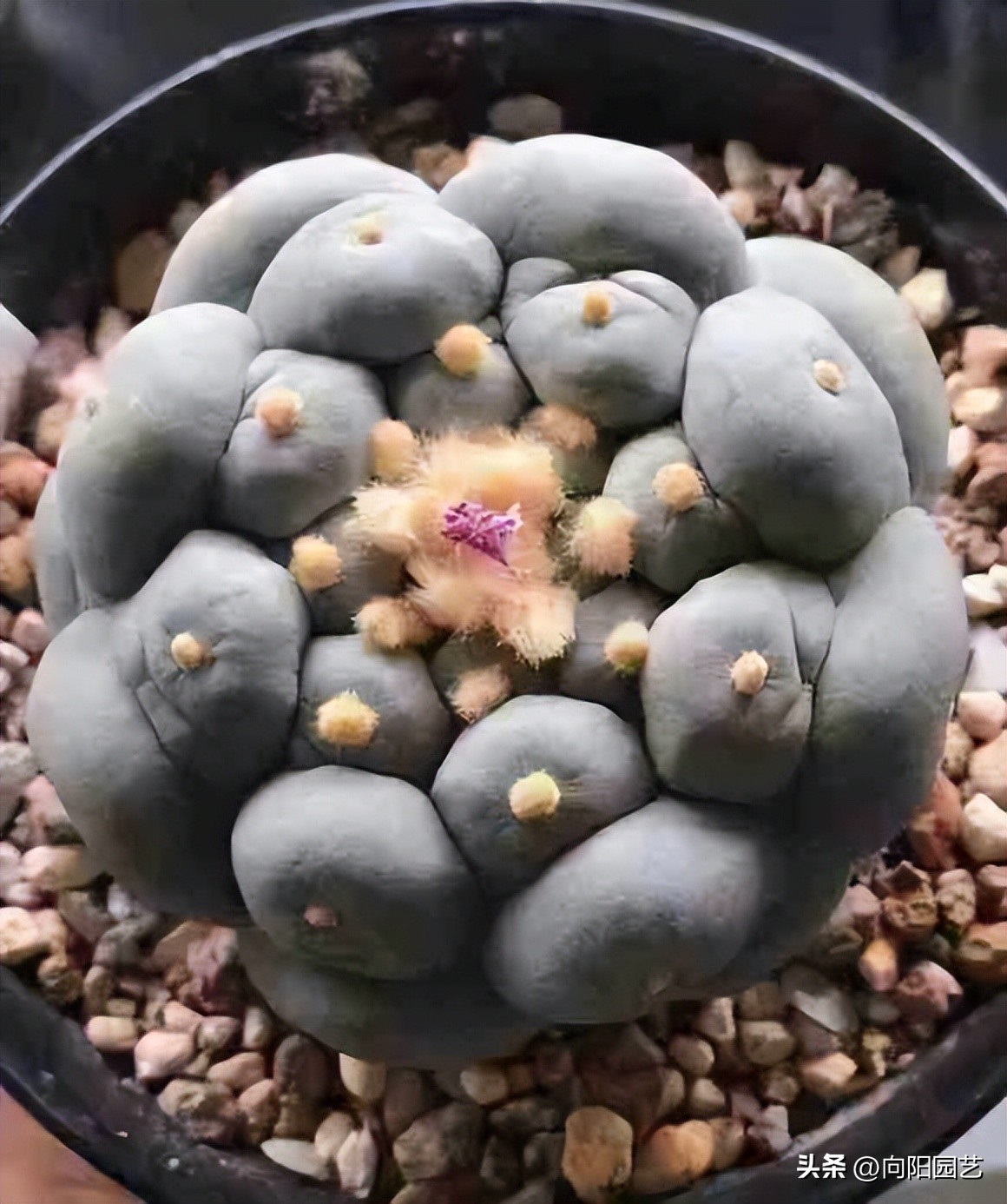 新手养什么仙人球,仙人球难养品种