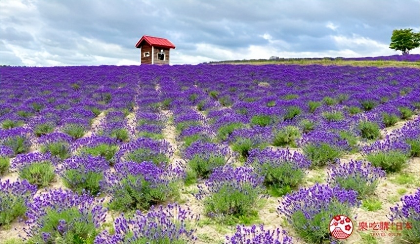北海道的薰衣草花海在哪里,日本北海道薰衣草花海图片