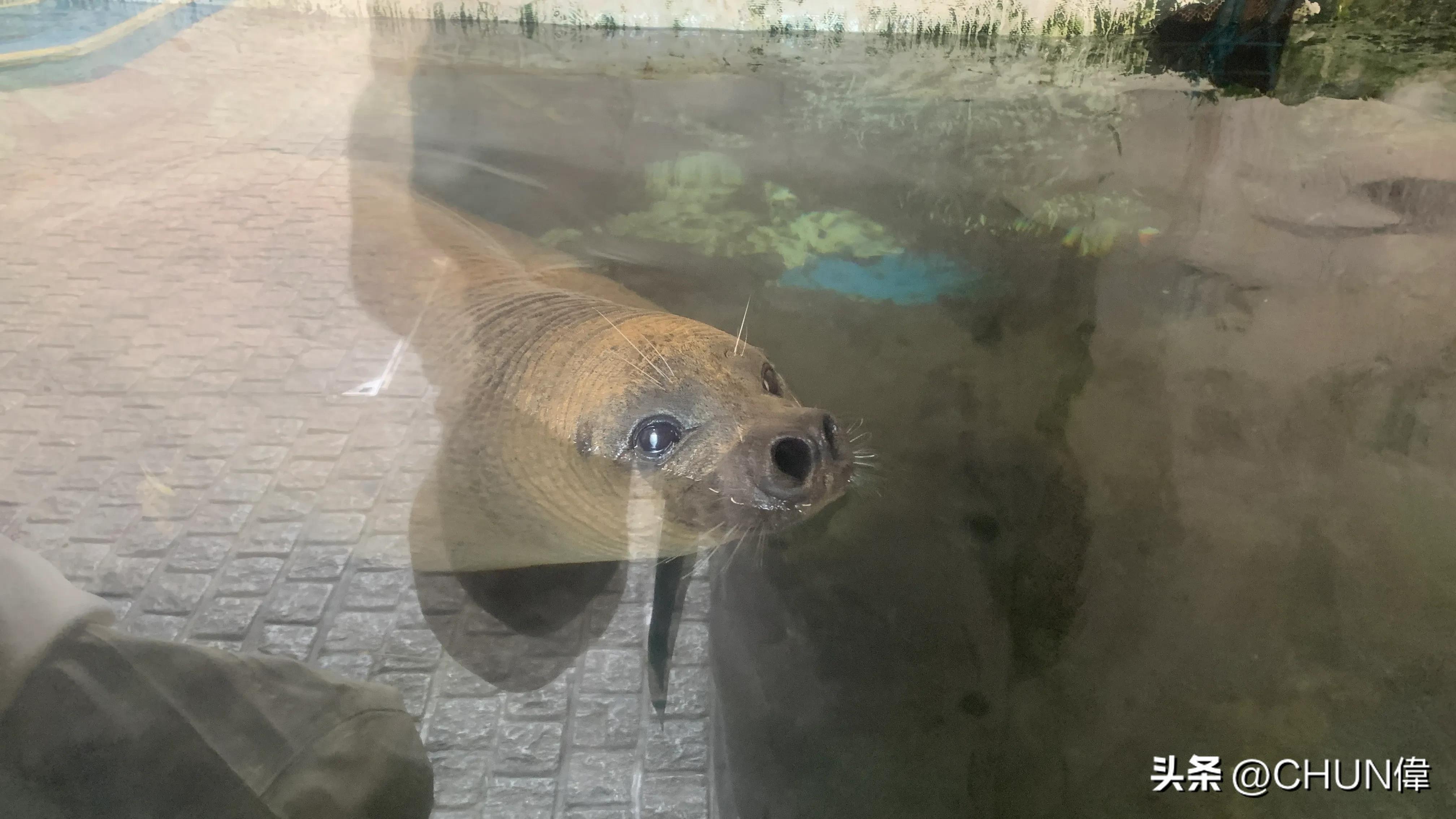 自由行厦门鼓浪屿四天怎么安排,鼓浪屿一日游五一