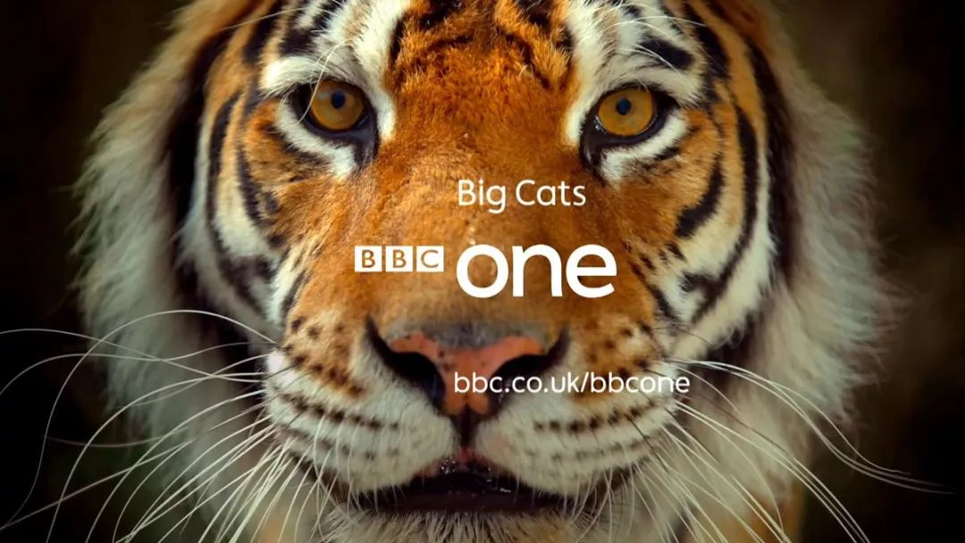 聪明孩子必看的四部纪录片,0-3岁成长必看的纪录片