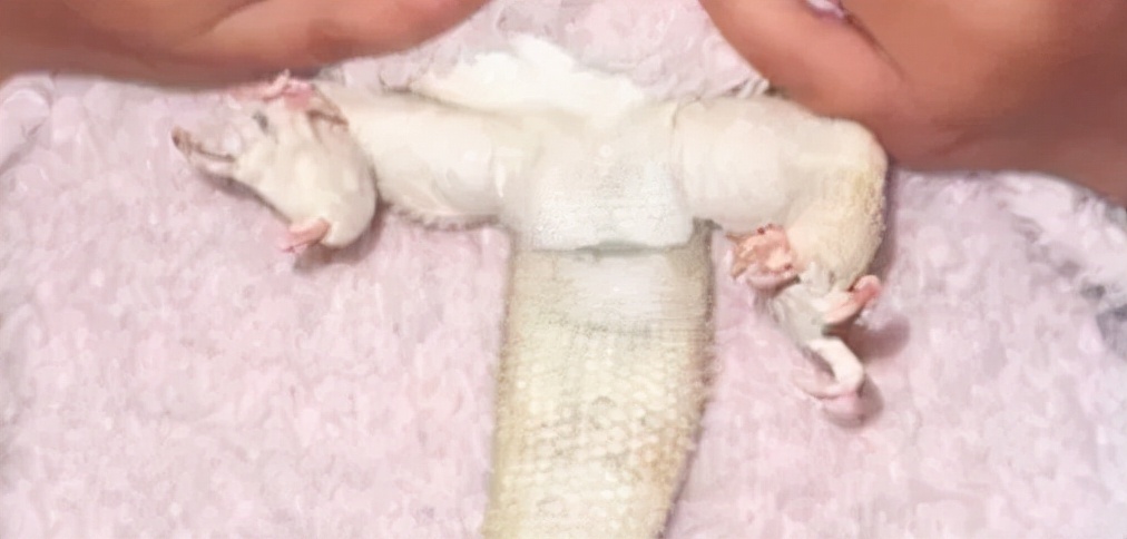 卡戴珊被吐槽,卡戴珊被批评作秀