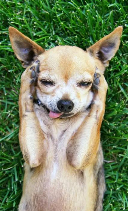 警告！狗狗这些迹象，代表身体有“寄生虫”