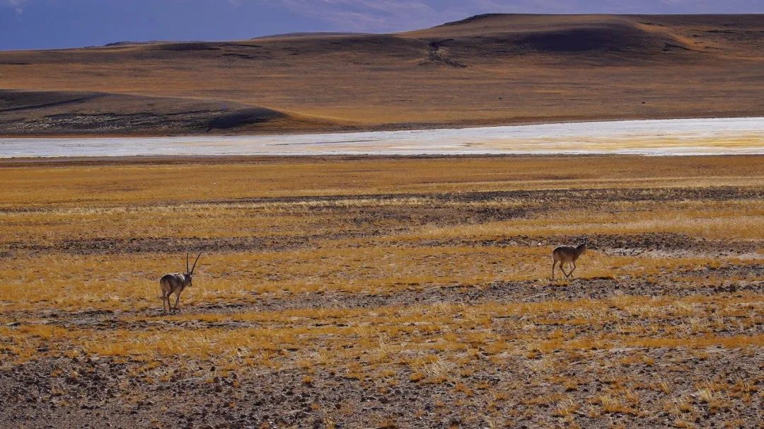 自驾穿越西藏最危险的路,4800公里川藏线穿越