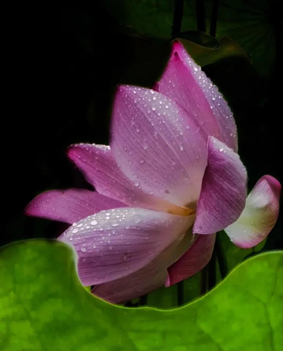 无穷莲叶，精彩纷呈