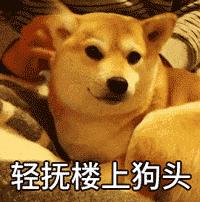 没有耐心千万别养这几种狗,这5种狗怎么感觉很少人养