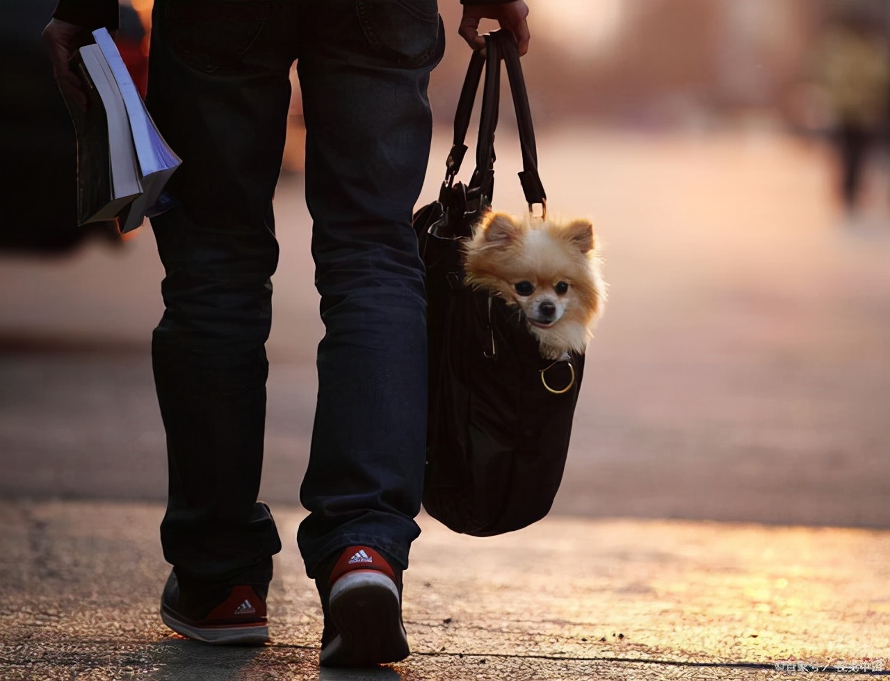 狗狗的英文短文,狗狗的英语口诀