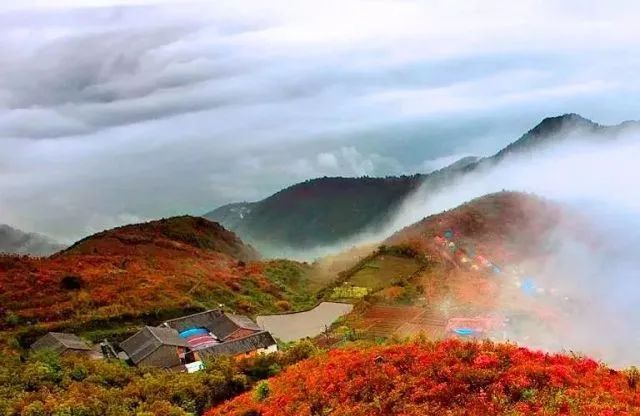 林中若有花，念的必是映山红