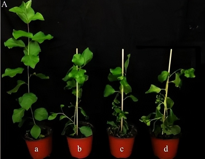 马铃薯种植与加工进展论文,马铃薯生产现状及发展趋势