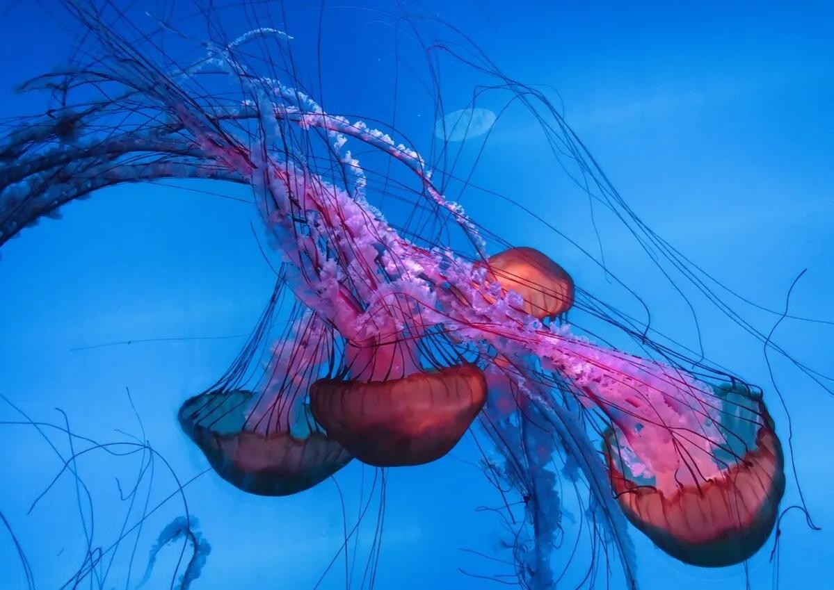 海洋盛宴,重庆极地海洋公园潜水攻略